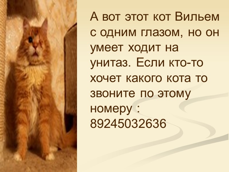 А вот этот кот Вильем с одним глазом, но он умеет ходит на унитаз.